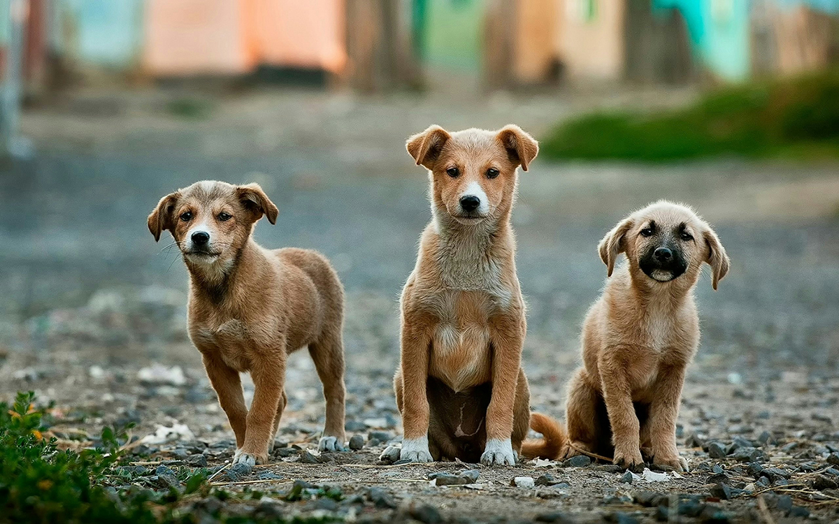 Adopta un gos o un gat és millor 